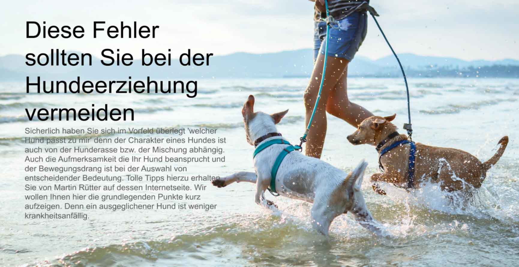 Hundekrankenversicherung_Tipp.jpg
